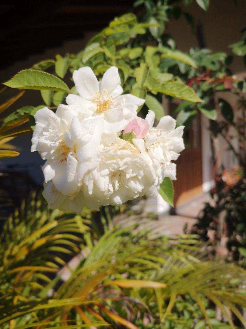 Belle Amie Self Catering Hotel ลาดิก ภายนอก รูปภาพ